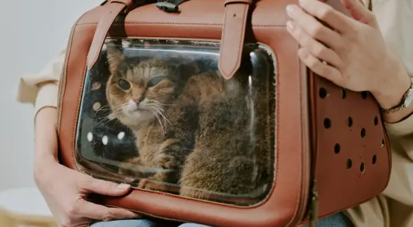 Un chat tigré dans une **soute animaux avion** de transport marron, prêt pour un voyage.
