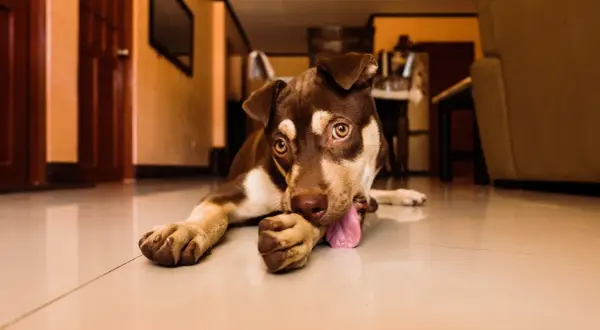 Mon chien se ronge les ongles, allongé sur le sol brillant. Ses yeux dorés fixent l'objectif, sa langue rose pendante.