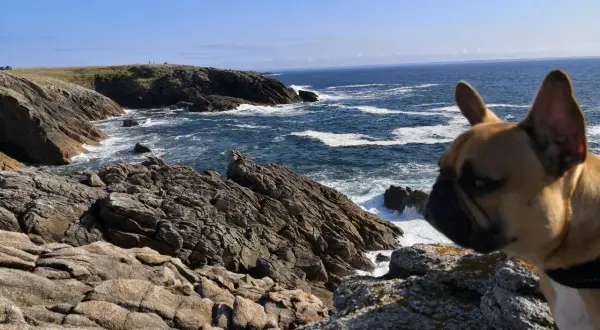 Un bouledogue français profite d'un séjour camping dog friendly en Bretagne, contemplant la mer agitée et les falaises rocheuses.