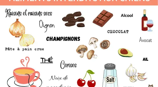 Liste des 30 aliments dangereux pour les chiens : raisins, oignons, chocolat, alcool, champignons, avocat, ail, sel, cerises, noix de macadamia, thé, pâte à pain crue.