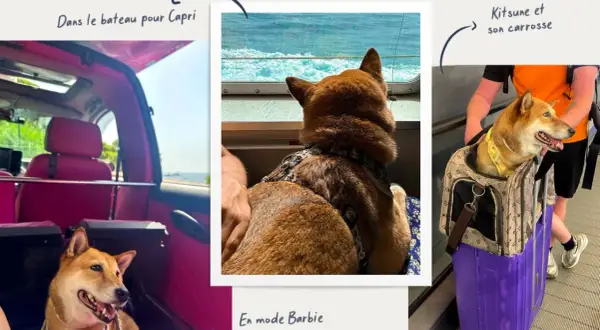 Chien Shiba Inu en voyage en Italie, profitant du bateau pour Capri. La nouvelle loi sur les chiens en Italie semble bien accueillie par ce voyageur canin.