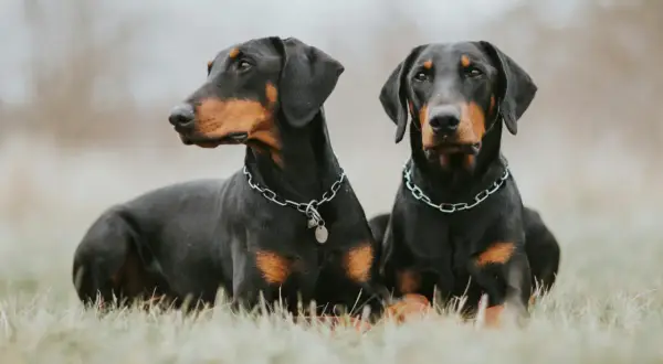 Deux dobermans clairs, aux robes noires et feu, se prélassent dans l'herbe, leurs chaînes argentées brillant doucement.