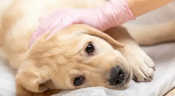 Un chiot labrador est examiné par un vétérinaire. Il pourrait souffrir de mégaoesophage chien.