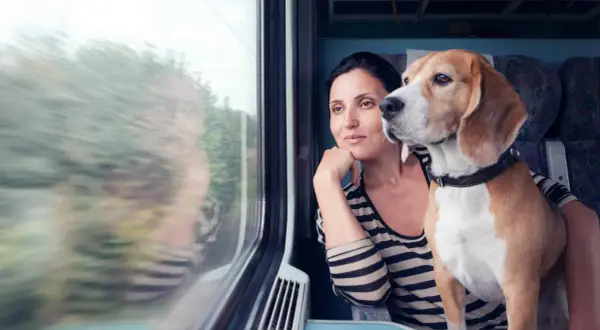 Une femme et son chien regardent par la fenêtre d'un train. Ils voyagent paisiblement, espérant ne pas recevoir d'amende pour chien SNCF.