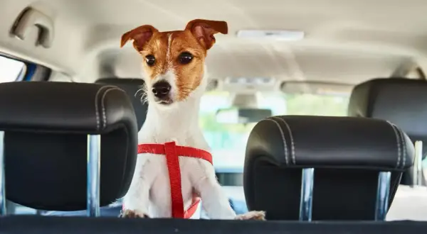 Petit chien en harnais rouge, prêt pour le voyage en voiture, respectant la norme IATA pour le transport animalier.