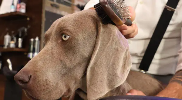 Un Weimaraner au poil court est peigné avec une brosse pour chien.