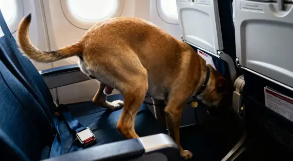 Un chien dans un avion, prêt à faire pipi sur le siège.