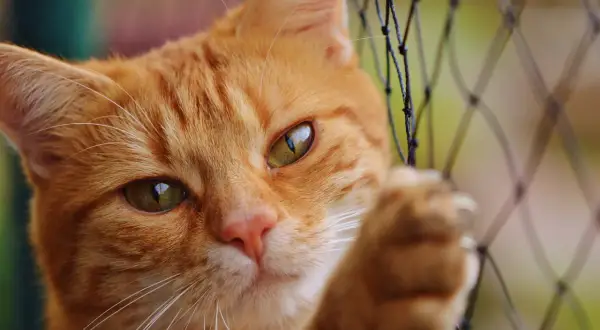 Un chat roux curieux regarde à travers un filet. Il rêve peut-être d'un voyage en air transport, mais le tarif animal est un obstacle.
