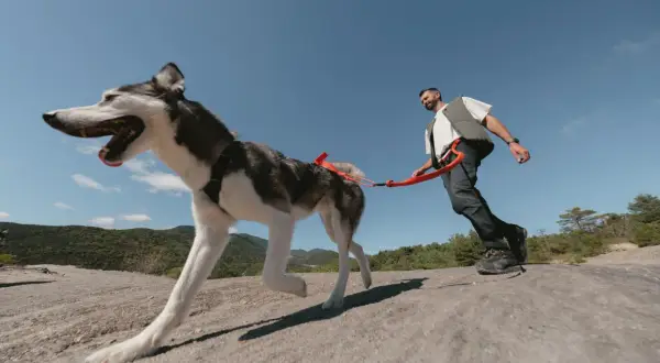 Un homme et son chien husky profitent d'une belle journée de cani randonnée sur un sentier rocheux, sous un ciel bleu éclatant.