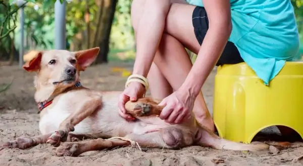 Une femme examine la patte d'un chien qui boite, allongé sur le sable.