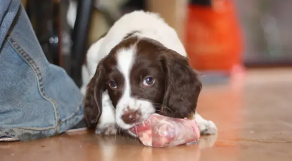 Un adorable chiot barf, tout blanc et marron, ronge un os de viande crue sur le sol.