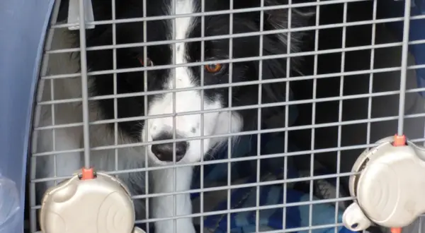 Un chien border collie attend patiemment dans une cage norme IATA, prêt pour son voyage.
