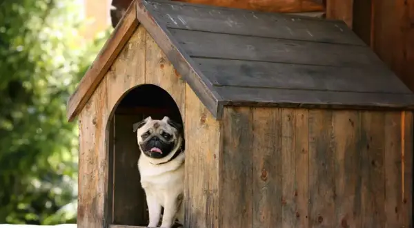 Carlin dans sa niche en bois. À quel âge un chien peut-il dormir dehors ? Ce petit compagnon semble prêt pour l'aventure !
