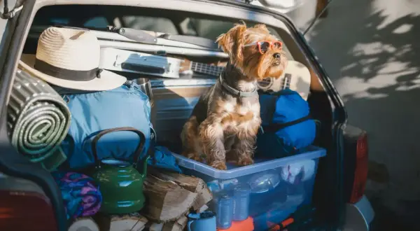 Un chien avec des lunettes de soleil est prêt pour les vacances dans le coffre d'une voiture rempli de matériel de camping. Une question se pose : ou mettre son chien quand on part en vacances ?