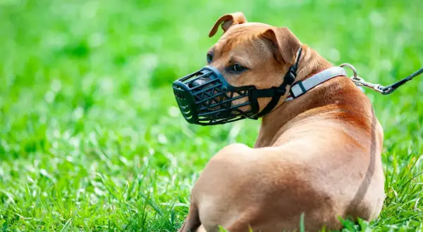 Un chien brun au repos sur l'herbe, portant une muselière filet noire.