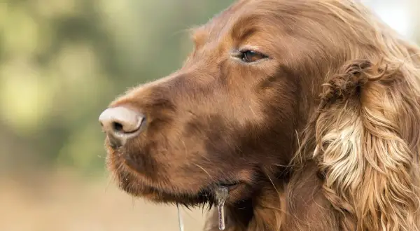 Un chien mal de mer, un setter irlandais brun, bave abondamment, le regard perdu dans le vague.