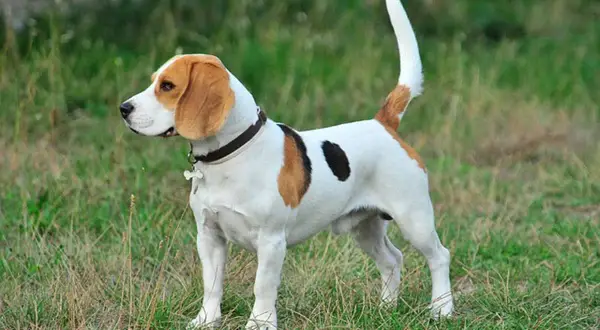Un beagle au poil blanc, brun et noir, avec une queue haute et fière. On se demande pourquoi couper la queue des chiens, car elle est si expressive !