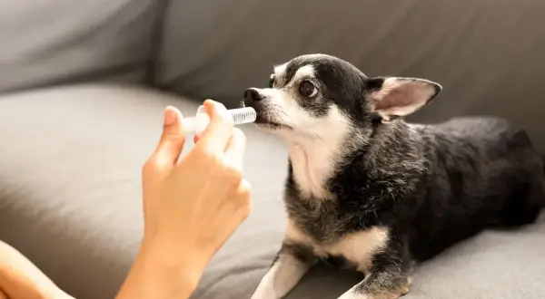 Une main donne un anti douleur pour chien à un chihuahua sur un canapé.