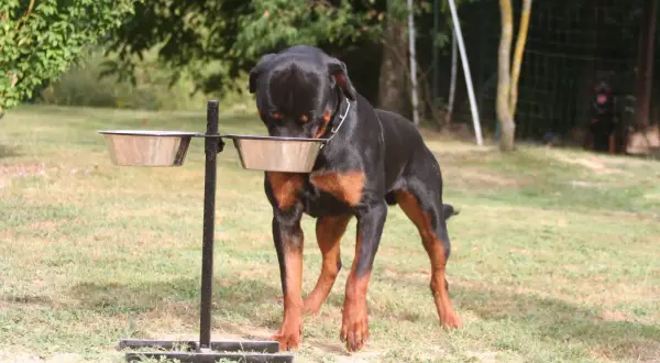 Un rottweiler noir et brun se penche sur ses gamelles, prêt pour son alimentation.