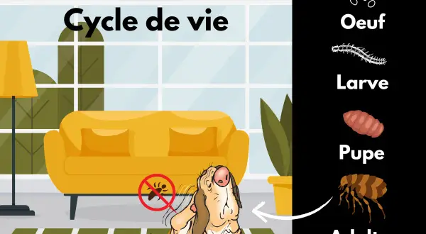 Le cycle de vie de la puce chien, de l'œuf à l'adulte, illustré par un chien se grattant près d'un canapé.