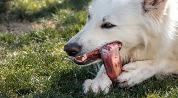 Un chien blanc ronge un os à mâcher, un os à mâcher chien dangereux qui pourrait se briser.