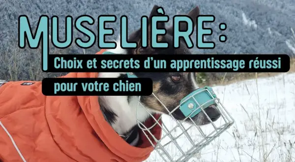 Conseils pour choisir et réussir l'apprentissage de comment mettre une muselière à votre chien.