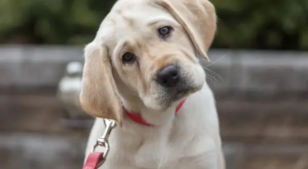 Un adorable chiot Labrador crème, prêt pour son temps de promenade, incline la tête avec curiosité. Il porte un collier rouge vif et une laisse.