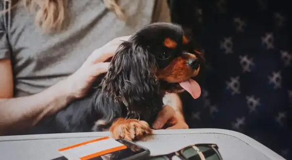 Un adorable cavalier king charles, prêt pour son voyage en avion, avec un téléphone et des lunettes de soleil sur la tablette.