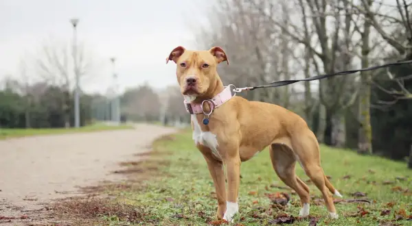 Un pitbull chien au pelage fauve, portant un collier rose, se tient sur l'herbe à côté d'un chemin.