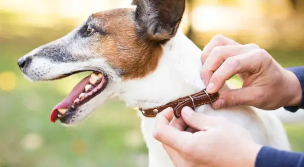 Un collier en cuir est ajusté autour du cou d'un Jack Russell terrier, prêt pour une promenade.
