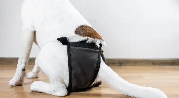 Une chienne porte une culotte hygiénique pour la protection pendant ses chaleurs.