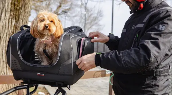 Un homme prépare un top case moto pour chien de 20 kg. Le petit chien est déjà installé, prêt pour l'aventure.