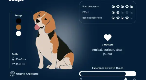 Un beagle chien, amical et joueur, aux couleurs classiques noir, brun et blanc. Il est originaire d'Angleterre.