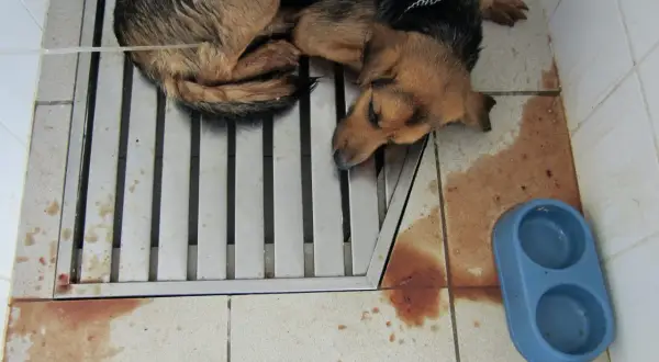 Un chien malade, peut-il guérir de la parvovirose ? Ce chiot, allongé sur une grille, semble faible. Des taches rouges au sol suggèrent une maladie grave.