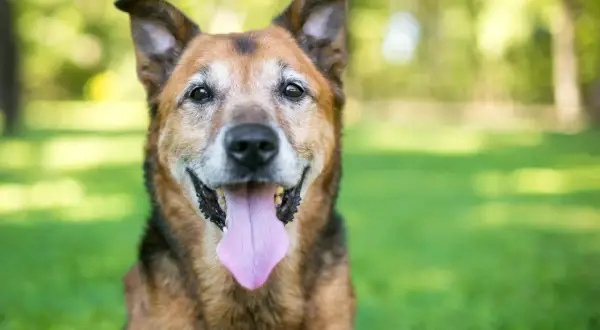 Un chien âgé, aux poils gris autour des yeux, sourit avec sa langue rose pendante. Sa sénilité canine ne l'empêche pas d'être heureux.