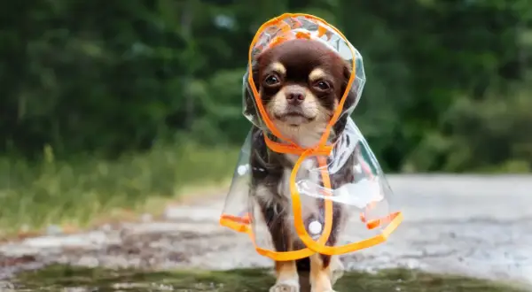 Un adorable chihuahua porte un imperméable transparent avec capuche, prêt à affronter la pluie.