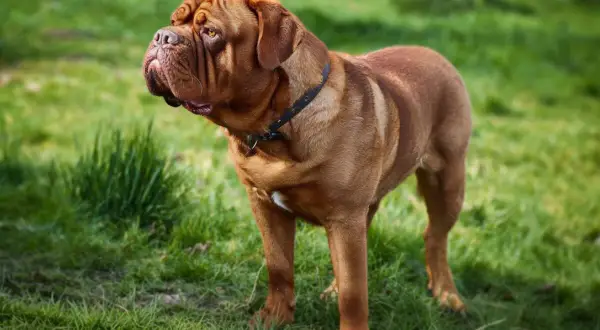 Un majestueux dogue de Bordeaux, au pelage brun-roux, se tient fièrement dans l'herbe verte.