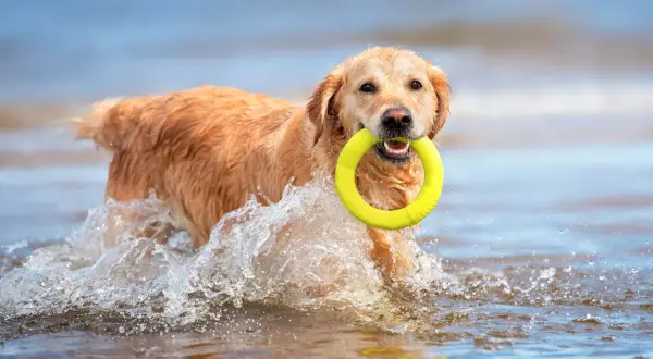 Un chien mer, un golden retriever, nage joyeusement dans l'eau avec un jouet jaune dans la gueule, éclaboussant joyeusement.