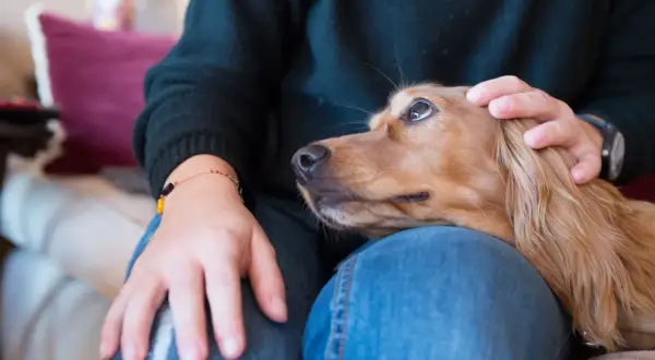 Un chien à l'adolescence, câliné par une main sur la tête, repose sur les genoux d'une personne en jean.