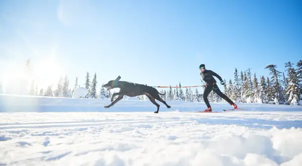 Un chien noir court joyeusement dans la neige, tirant un skieur. Le soleil brille sur le paysage hivernal.