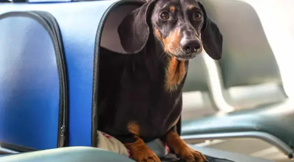 Un teckel noir et brun, prêt pour son voyage à Dubaï, attend patiemment dans son sac de transport bleu dans une salle d'attente.