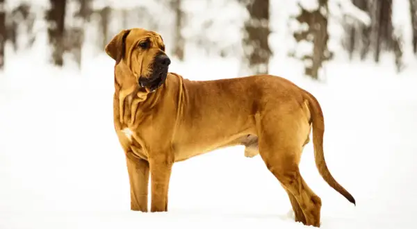 Un majestueux Fila Brasileiro, au pelage fauve, se tient fièrement dans la neige, le regard alerte vers l'horizon boisé.