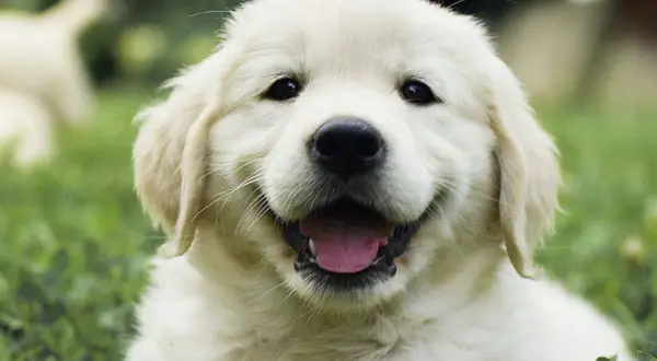 Un adorable mini golden retriever sourit, la langue sortie, dans l'herbe verte.