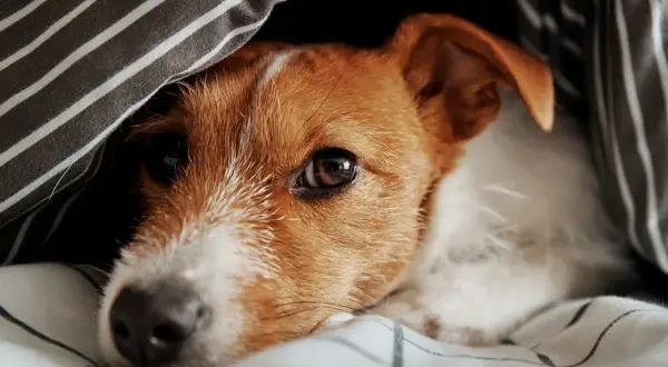 Un chien truffe chaude se repose sous une couette rayée, l'œil mi-clos, profitant d'un moment de douceur.