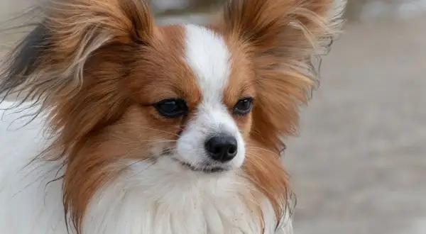 Un adorable chien épagneul papillon aux grandes oreilles, au pelage blanc et roux, regarde attentivement.