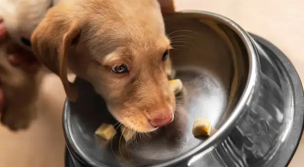 Un adorable chiot brun renifle des morceaux de banane dans sa gamelle.