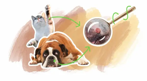 Un chat et un chien boxer sont représentés. Une loupe zoome sur une verrue sur la patte du chien.