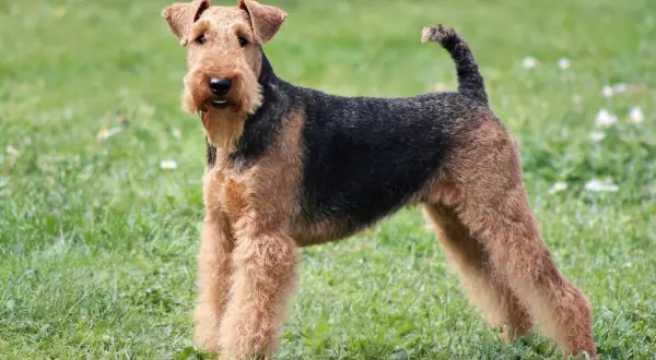 Un élégant welsh terrier au pelage noir et feu se tient fièrement sur l'herbe verte.