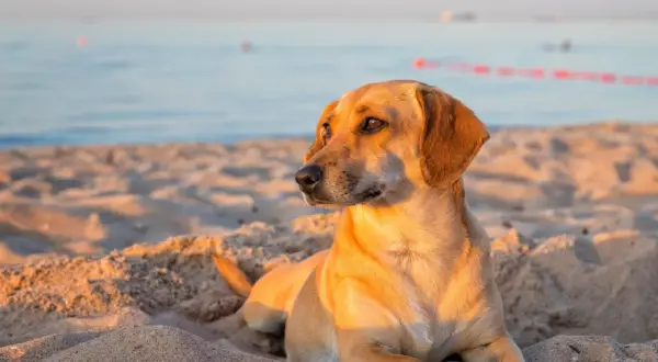Un chien brun se repose sur le sable chaud, profitant d'une journée sur les plages autorisées aux chiens dans le Var.