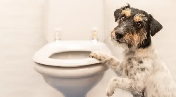 Un chien curieux pose une patte sur la lunette des toilettes, comme pour demander : pourquoi mon chien me suit aux toilettes ?